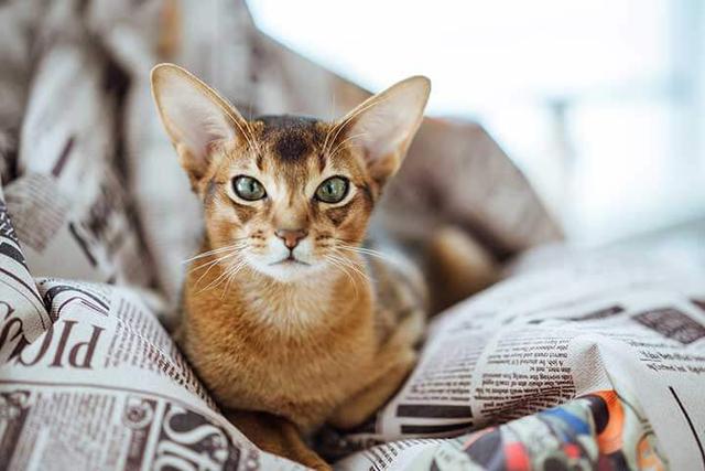 Abyssinian