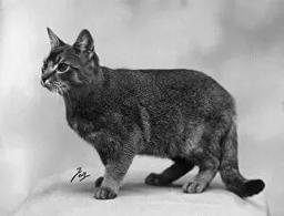 Abyssinian