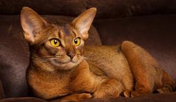 Abyssinian