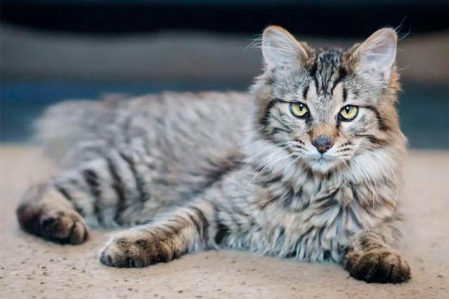 American Bobtail