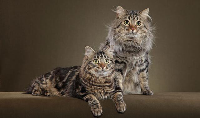 American Bobtail