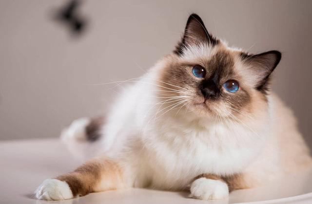 Birman