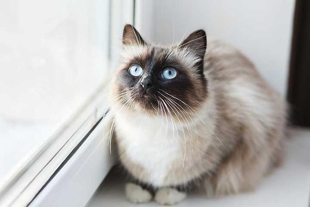 Birman