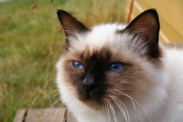 Birman