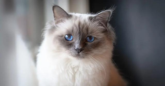 Birman