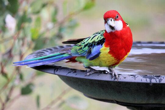 Rosella