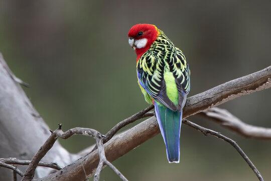 Rosella