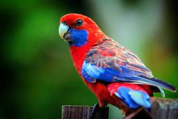 Rosella