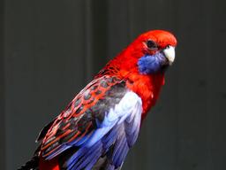 Rosella