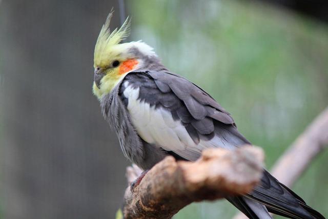 Cockatiel