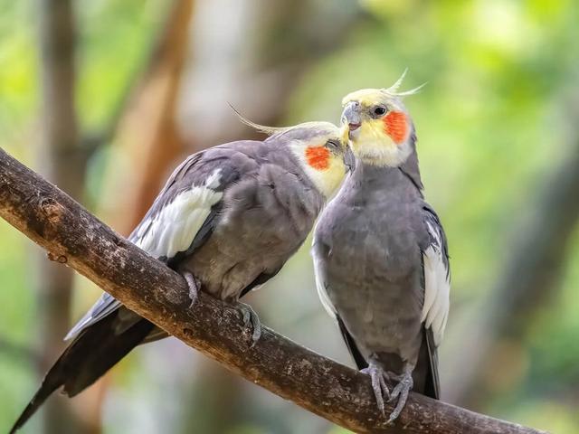 Cockatiel