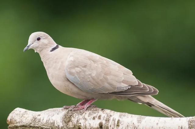 Dove