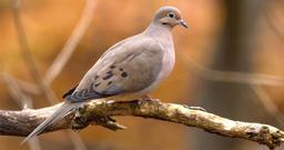 Dove