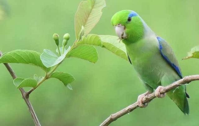 Pacific Parrotlet