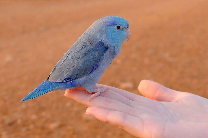 Pacific Parrotlet