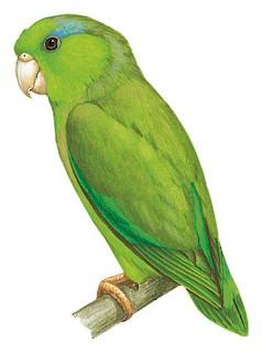 Pacific Parrotlet