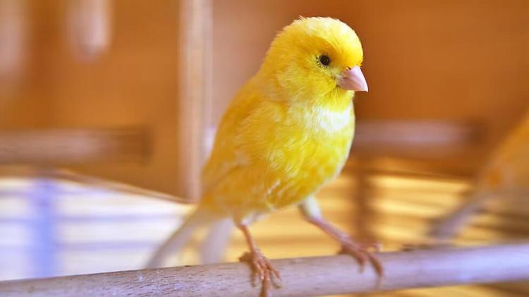 Canary