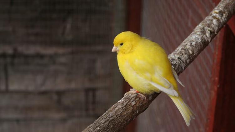 Canary