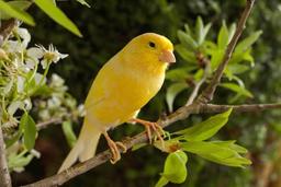 Canary