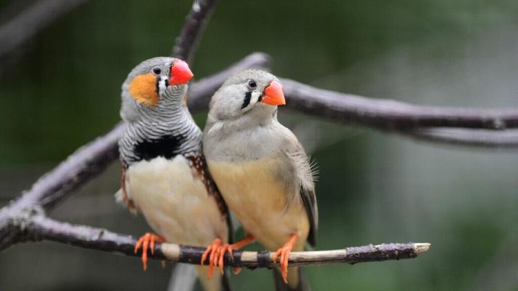 Zebra Finch