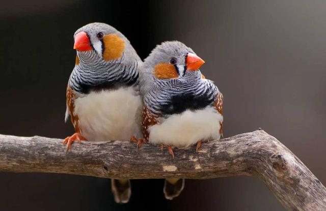 Zebra Finch