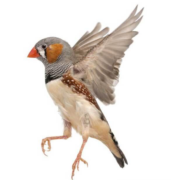 Zebra Finch