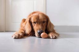 Can Dogs Eat Eggs?