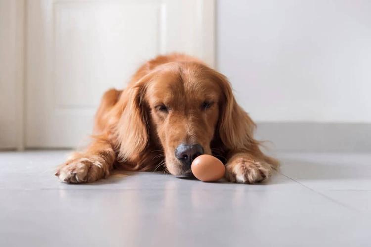 Can Dogs Eat Eggs?