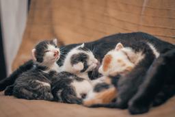 Newborn Kitten Care