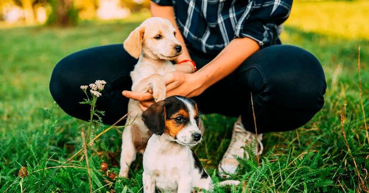 How to Socialize your Puppy