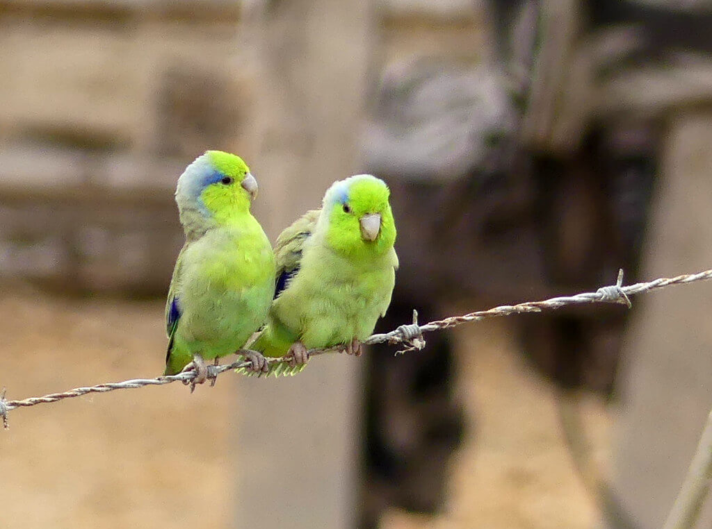 Pacific Parrotlet: Breed history & Facts